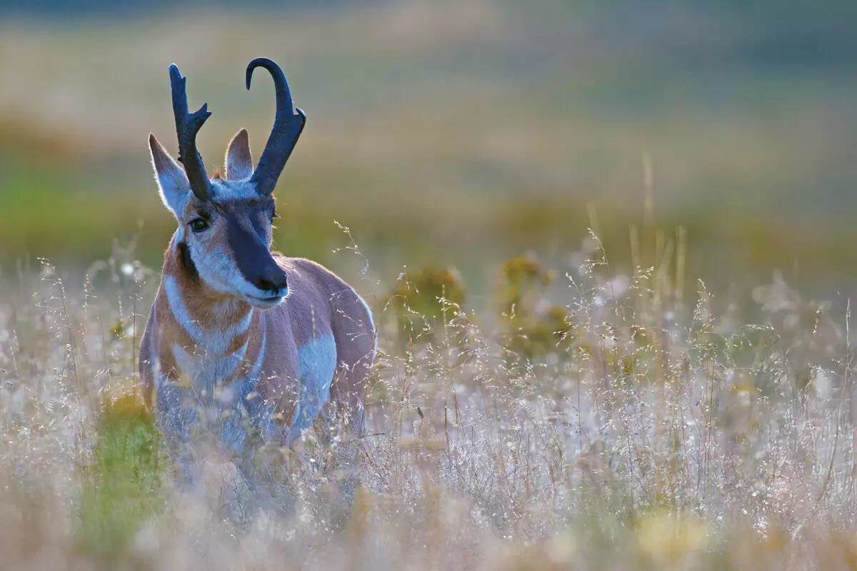 Pronghorn Blend