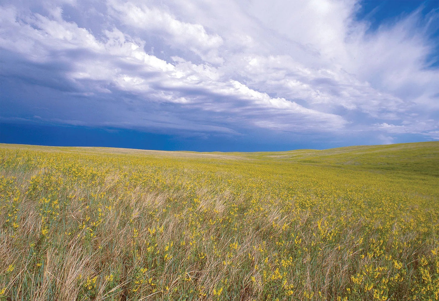 Prairie Blend
