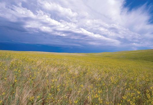 Prairie Blend